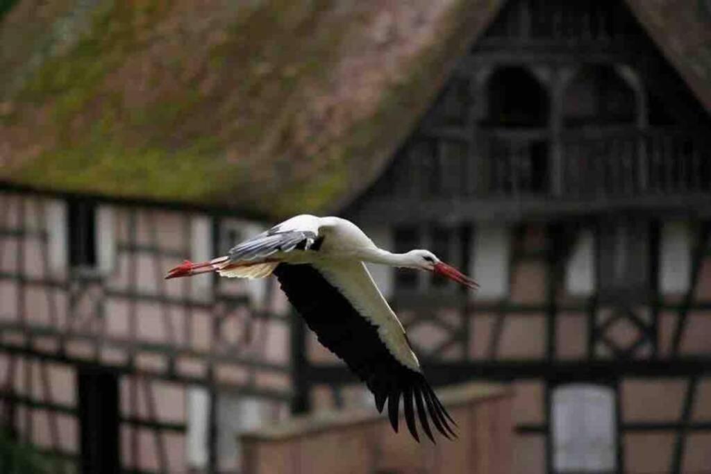 Apartment Coeur Alsace Colmar