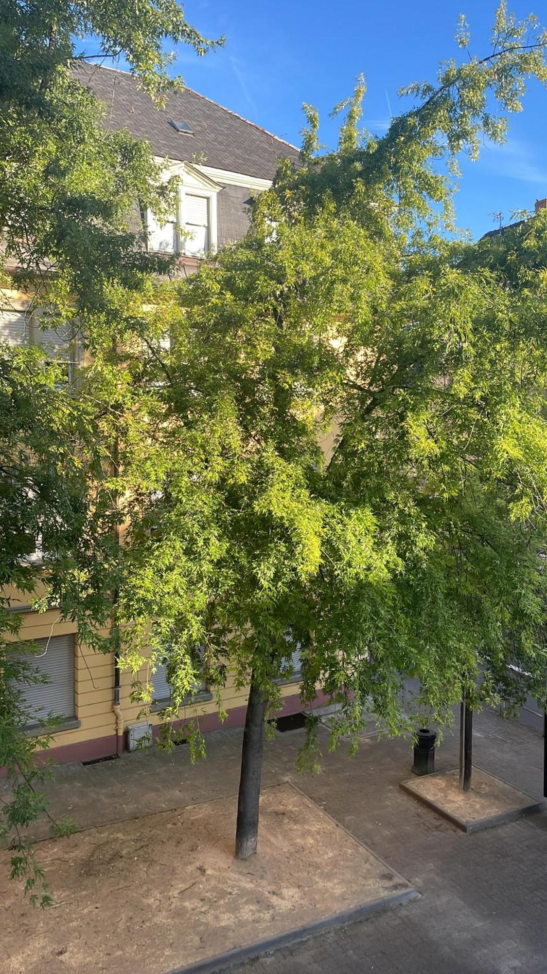 Maison Diane Appartement Cosy A Colmar Centre Parking A 50M * Colmar
