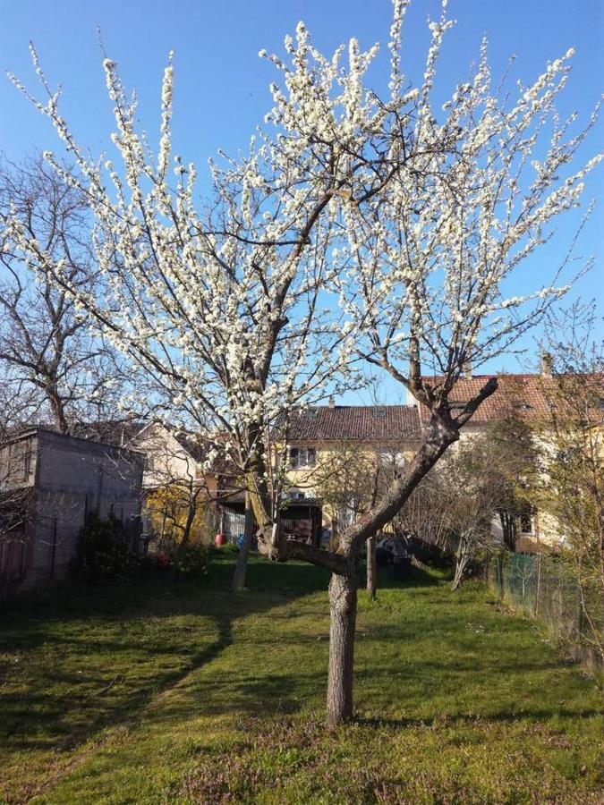 Avec Jardin A Appartement Colmar