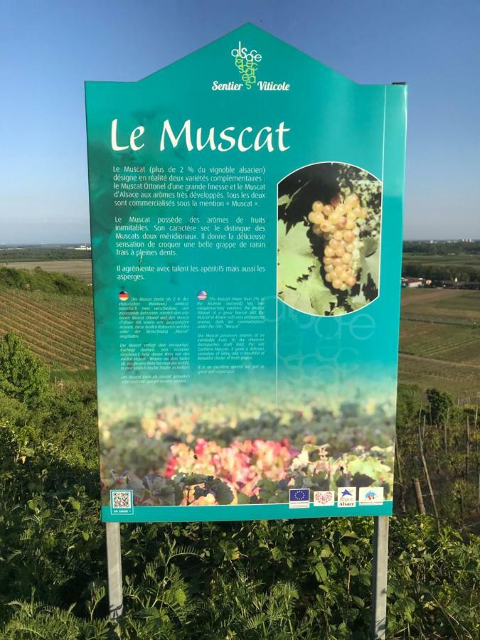 Le Muscat *